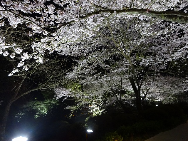 御船山楽園の夜桜ライトアップ